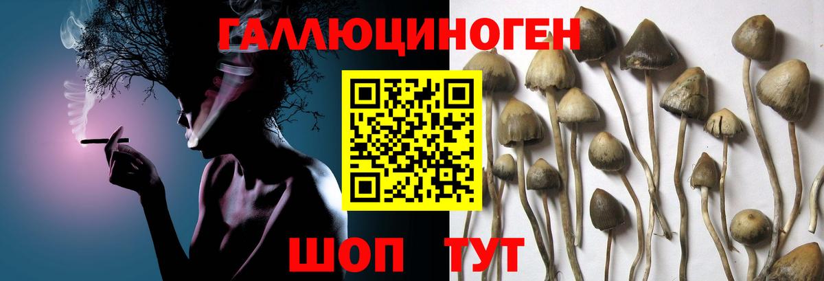 Псилоцибиновые грибы мицелий  Вход с VPN  Ангарск  Галлюциногенные грибы Psilocybine cubensis 